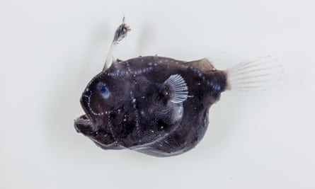 A juvenile female footballfish (possibly Himantolophus melanophus), a type of anglerfish. The white spots on the body are sensory organs that help the footballfish detect prey.