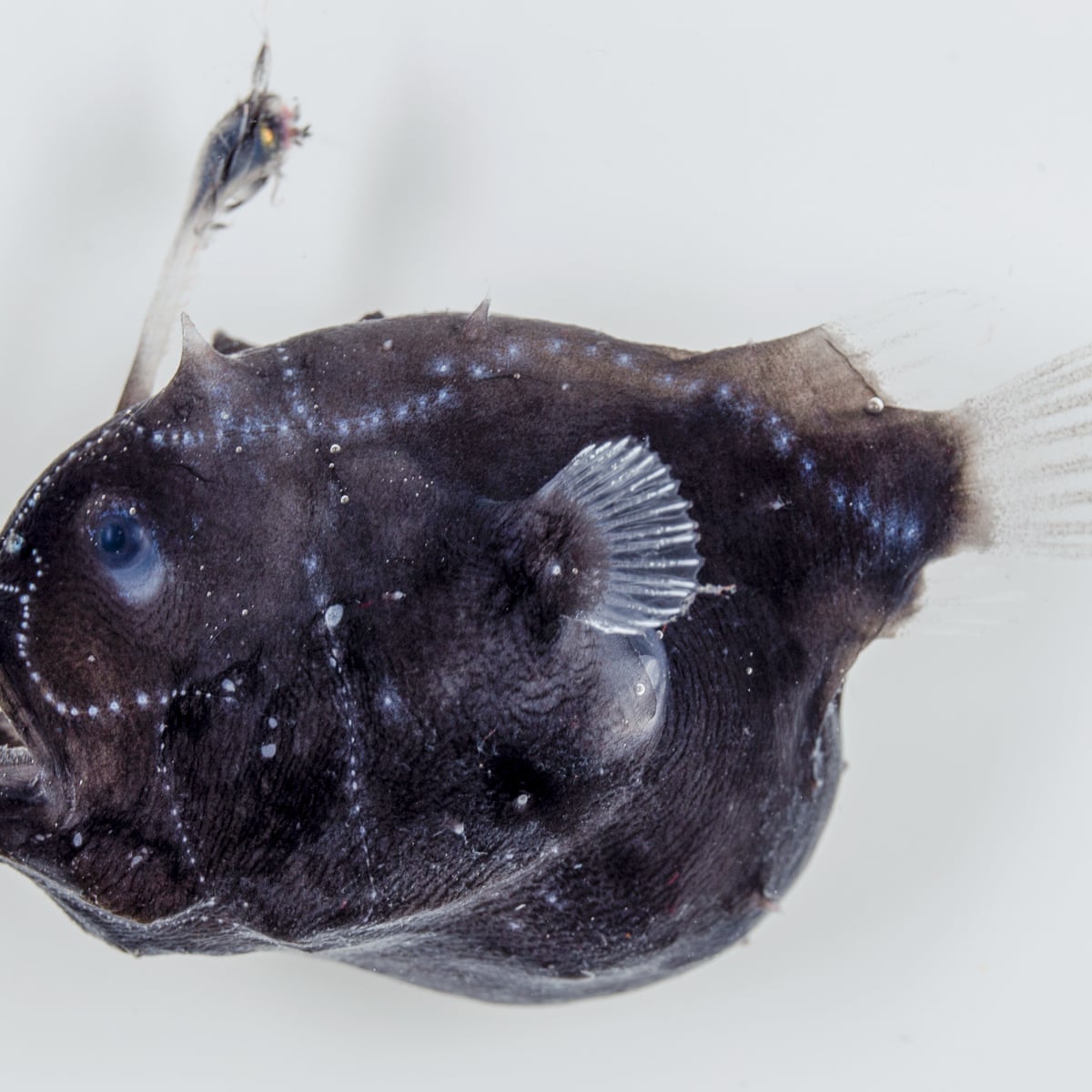 Male Angler Fish Fuse