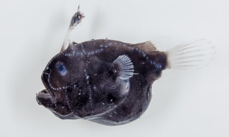 Discovered in the deep: the anglerfish with vampire-like sex lives, Oceans