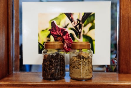 Samples contrast eucalyptus tree plantations with land where indigenous plants and trees are cultivated