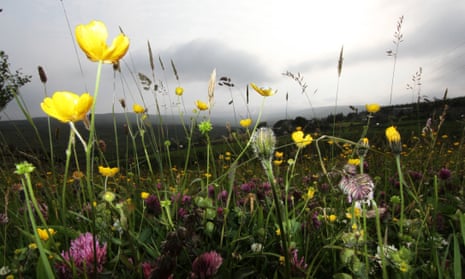 flower meadows in Upper Teesdale