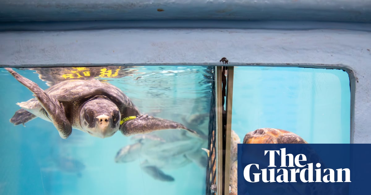 Hundreds of sea turtles are stranded in Cape Cod each year. An ‘amazing network’ has mobilized to help