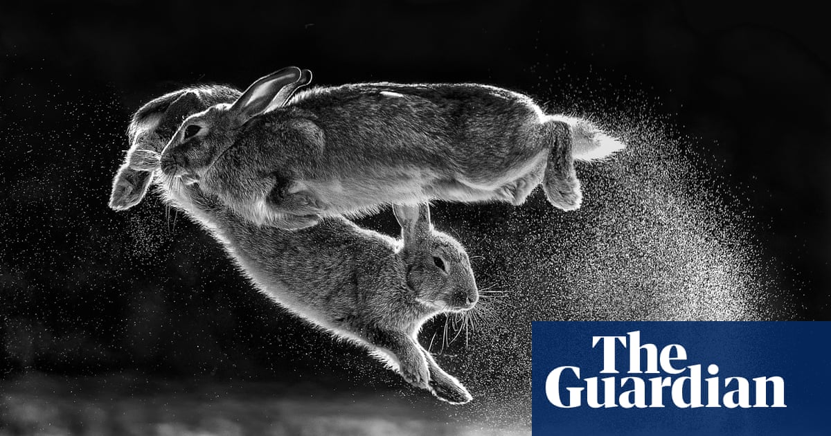 The best of 2019 wildlife photography awards – in pictures