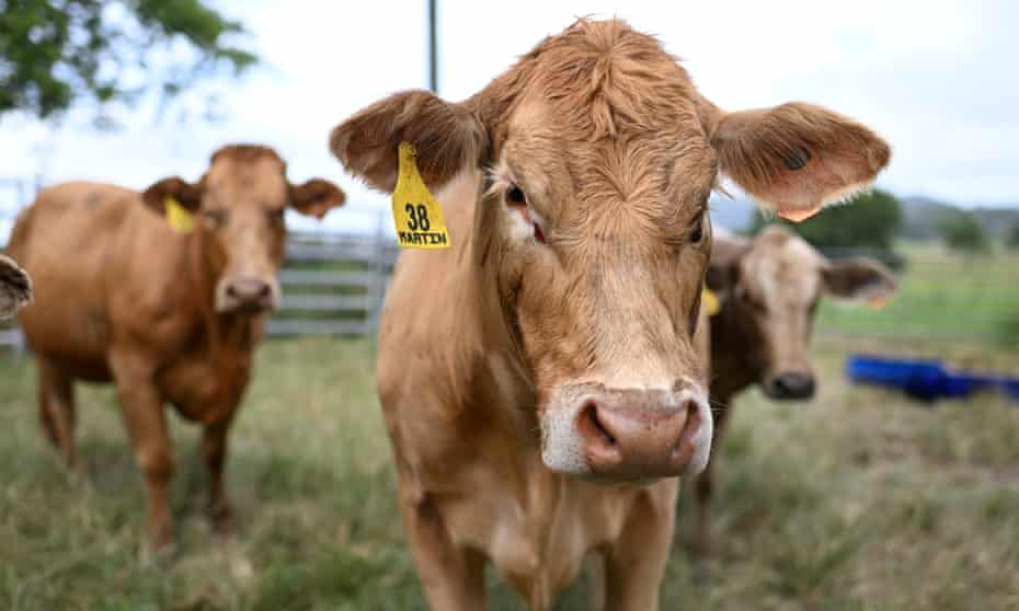 The National Farmers’ Federation said it would ‘vigorously’ oppose Australia signing up to the US’s push to cut global methane pledge if it resulted in plans to ‘cut agricultural production or livestock numbers, especially at a time of record food prices’.