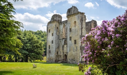 A ruined castle in parkland with pink rhododendrons in the foreground