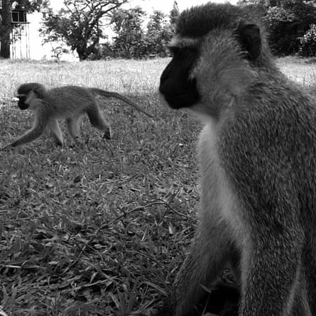Two wild vervet monkeys in a grassy clearing