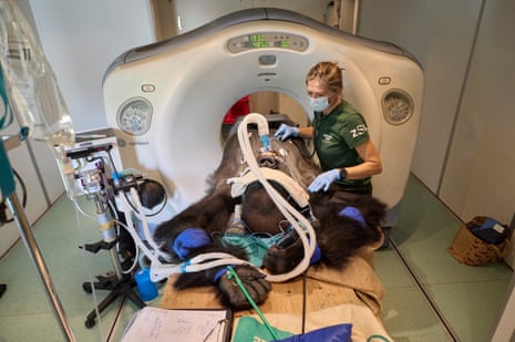 Kiburi is being investigated for potential gastrointestinal concerns