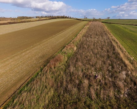 A wildlife seed strip between two cultivated farm fields, seen from above.