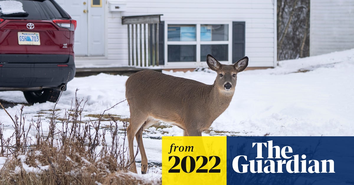 www.theguardian.com