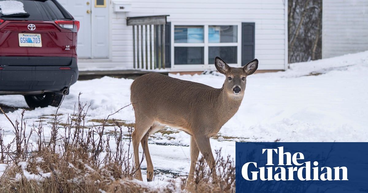 Possible case of deer-to human Covid infection identified in Canada | Coronavirus | The Guardian