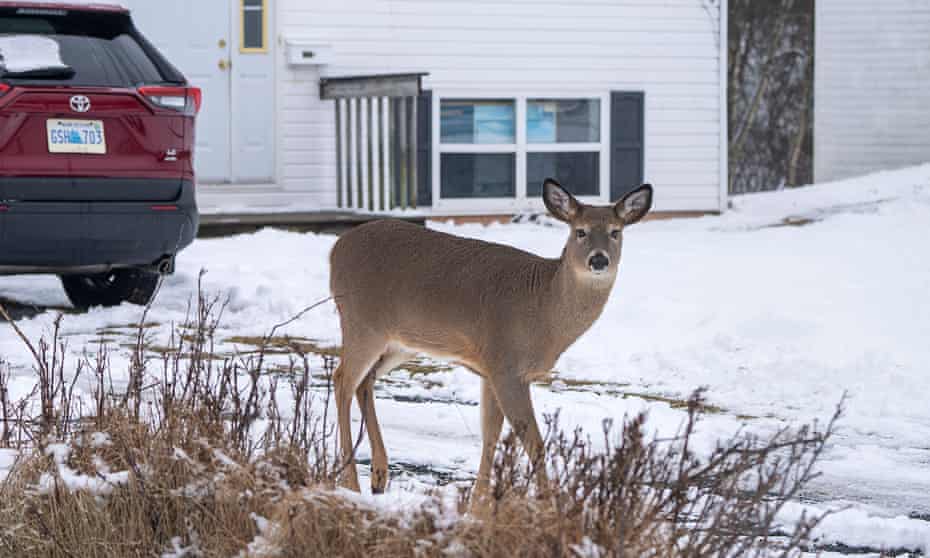 A female deer pauses as it walks through a snow-covered front yard. The doe is looking directly at the camera.