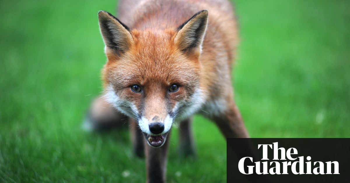 50 Years Ago The Sound Of The Fox Honk Environment The Guardian