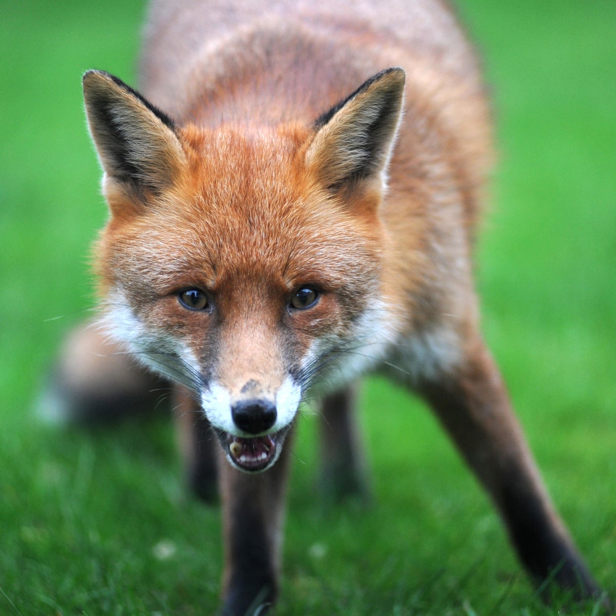 The fox is not only nicer than the fox hunter, he's a deal more ...