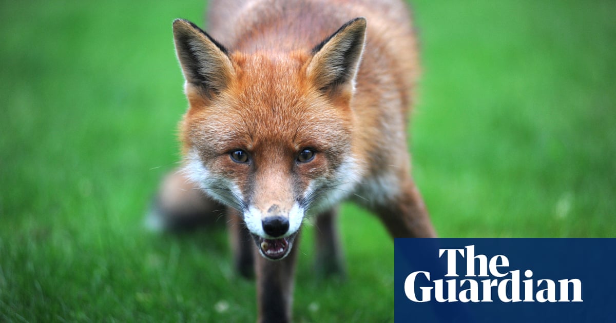 The fox is not only nicer than the fox hunter, he's a deal more useful –  archive, 1982 | Hunting | The Guardian