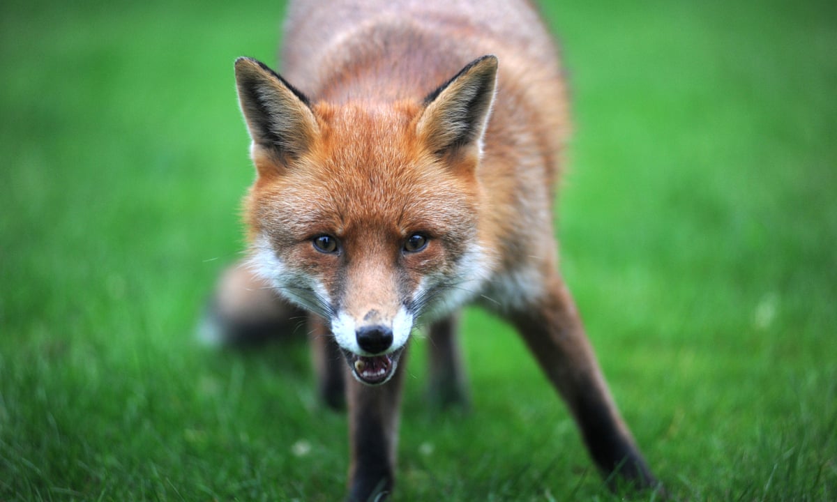 The fox is not only nicer than the fox hunter, he's a deal more ...