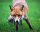 Country diary: Was this the fox version of a ‘come-hither’ smile? | Clare Stares