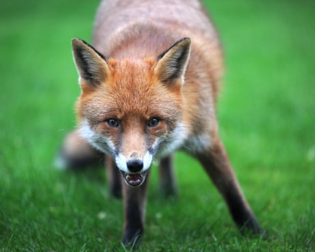 Country diary: Was this the fox version of a ‘come-hither’ smile? | Clare Stares