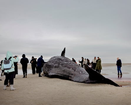 People gather around a dead whale on a beach