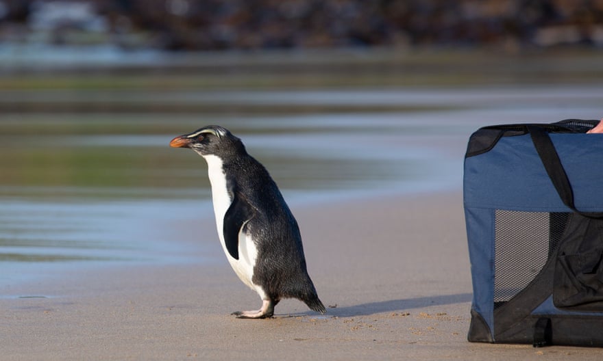 A Fiordland penguin being released back into the ocean by Zoos Victoria on Phillip Island, south of Melbourne. The penguin was rescued by Melbourne zoo’s marine response unit.