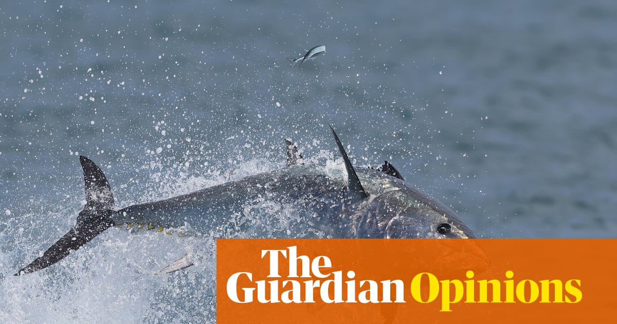 Bluefin tuna are miraculously returning to UK shores – only to be tormented for ‘sport’