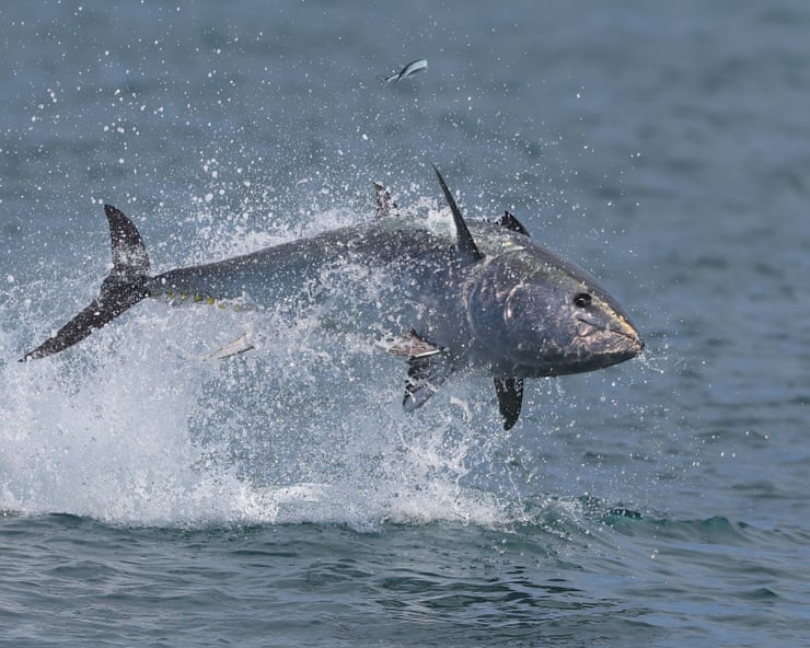 Bluefin tuna are miraculously returning to UK shores – only to be tormented for ‘sport’ Bluefin tuna are miraculously returning to UK shores – only to be tormented for ‘sport’