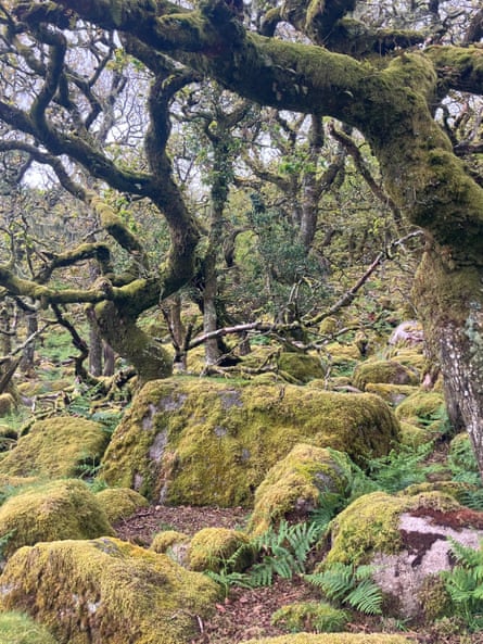 Trees covered in moss or lichen