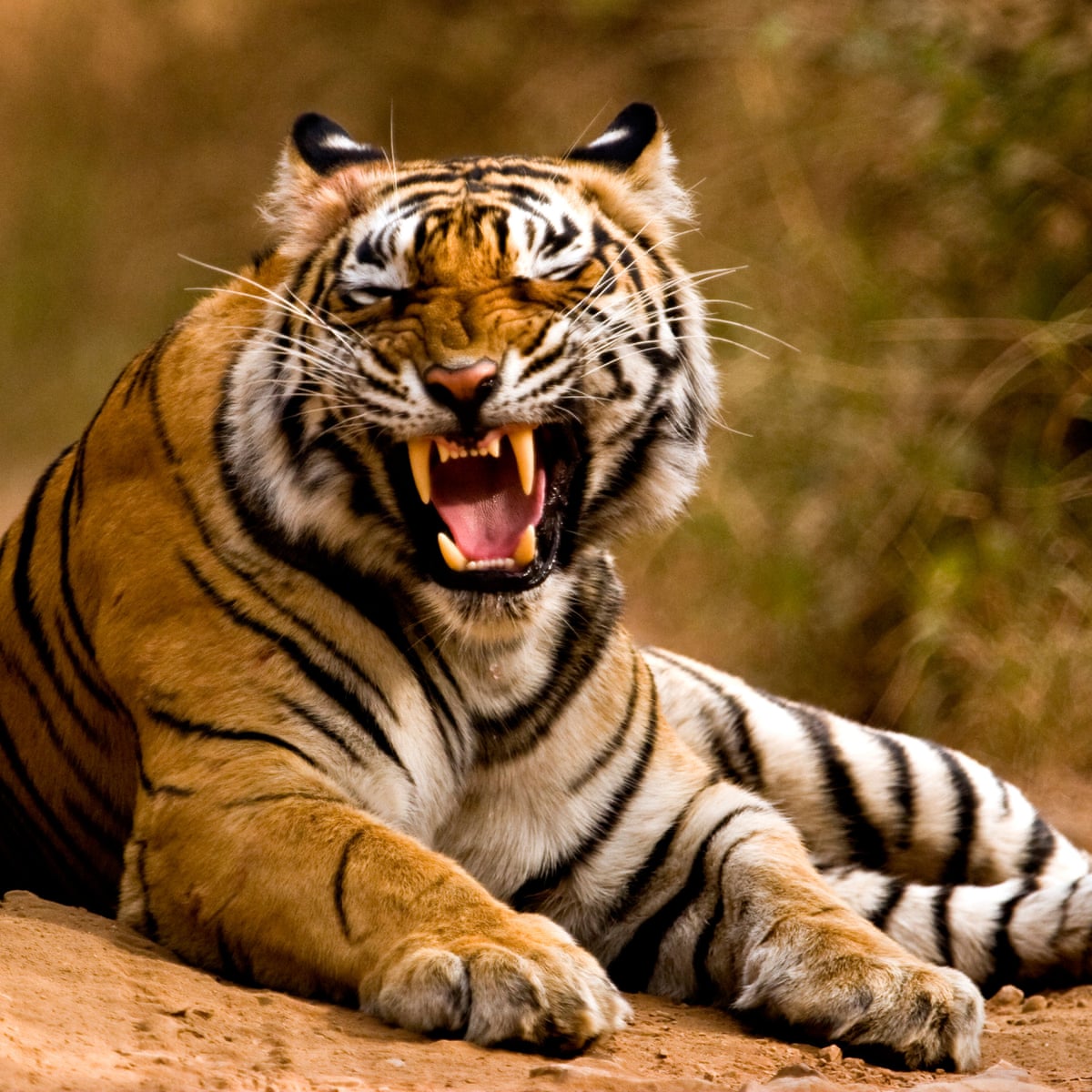 India's wild tiger population rises 33% in four years | India ...