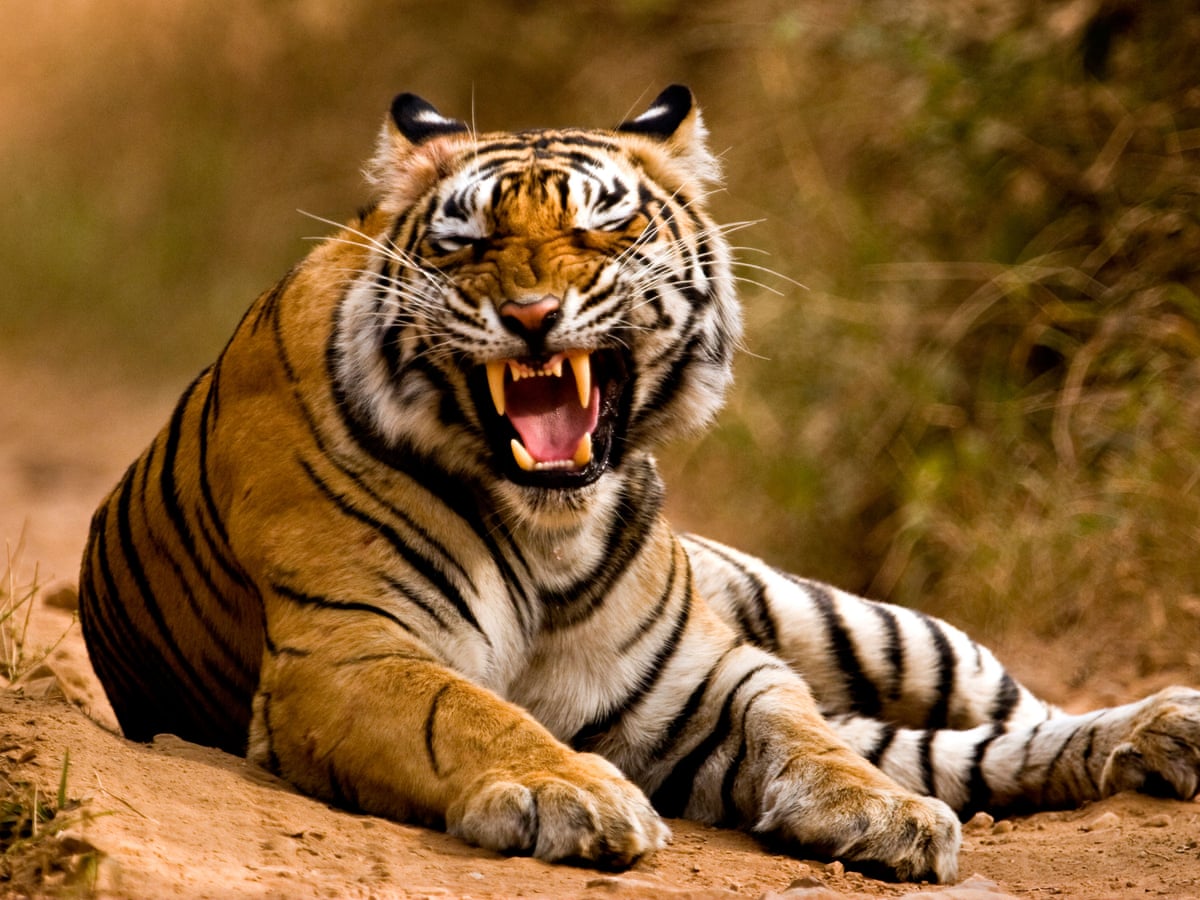 India's wild tiger population rises 33% in four years | India ...