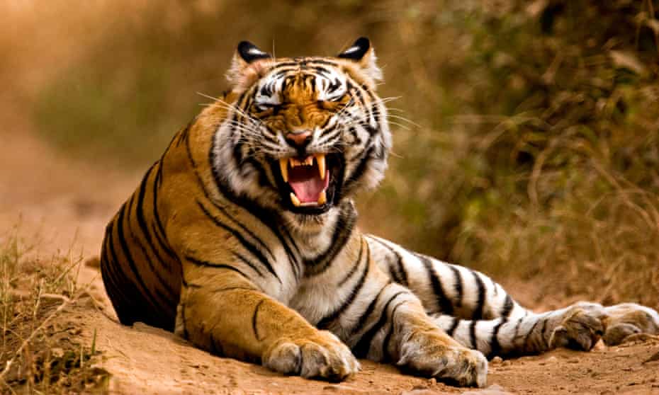 Tiger snarling in Ranthambore, India