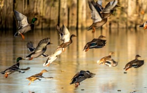 Wild ducks in Godewaersvelde, northern France