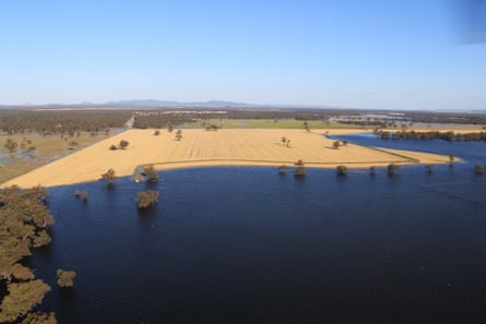 The Milthorpe family’s irrigated wheat crop northeast of Hillston is under water with wheat and chickpeas in the background. Picture by Pete Storrier.