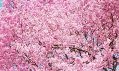 [cherry blossom] from Sakura series, 2011 by Mika Ninagawa