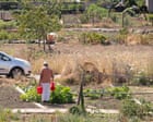 Watermelons in Bristol: how UK heatwaves are affecting growers