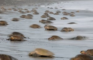 The arrival of one olive ridley sea turtle (Lepidochelys olivacea) at the beach of Ostional, Costa Rica, Pacific coast, can be tEJHJTN The arrival of one olive ridley sea turtle (Lepidochelys olivacea) at the beach of Ostional, Costa Rica