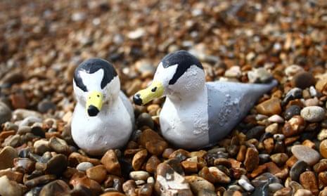 Wooden models of little terns are designed to guide the real birds away from busy beaches towards quieter areas to help breed.