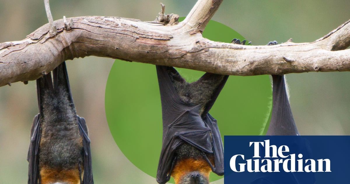 Bats in the ’burbs: how to give nature’s nighttime acrobats a helping hand