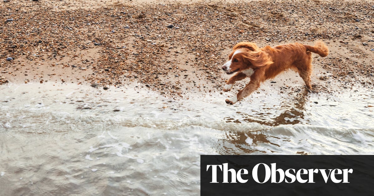 ‘To me it’s a fad, a fashion’: rising demand for dog-friendly UK holidays divides opinion