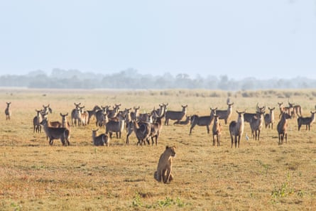 A lioness sits in front of a herd of waterbucks.