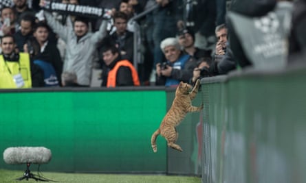 A cat jumps on to an advertisement board during Besiktas’s Champions League game with Bayern Munich