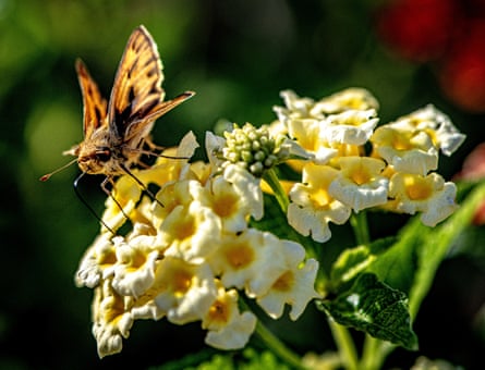A fiery skipper butterfly gathers nectar and pollen on a lantana plant in a garden