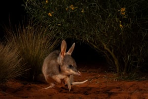 A tiny marsupial at night, with wire grass and shrubs behind it