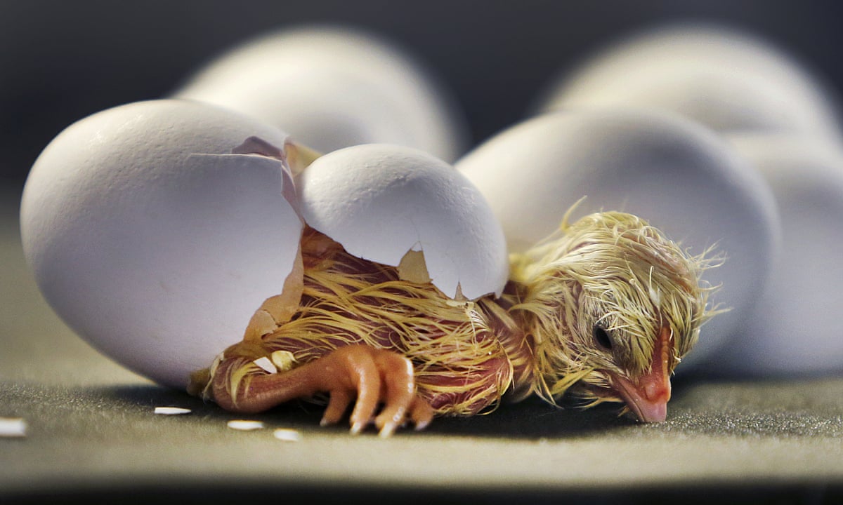 Scientists solve eggshell mystery of how chicks hatch | Biology | The  Guardian