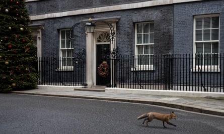 A fox runs across Downing Street.