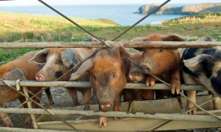 Piglets on an organic farm ecological in Wales.