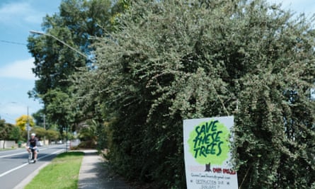 People campaigning against the tree removal have plastered trees with posters.