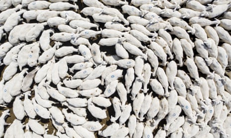 A drone photo shows an aerial view of Merinos and Polatli sheep at a farm in Turkey