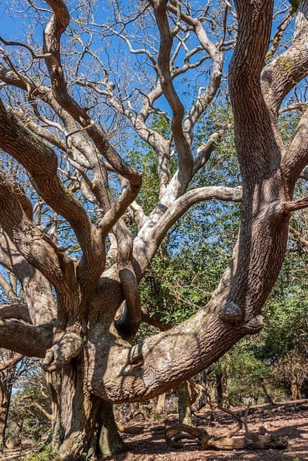 The Elephant Oak at Old Sloden in the New Forest.