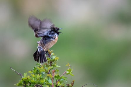 A bird beats its wings.