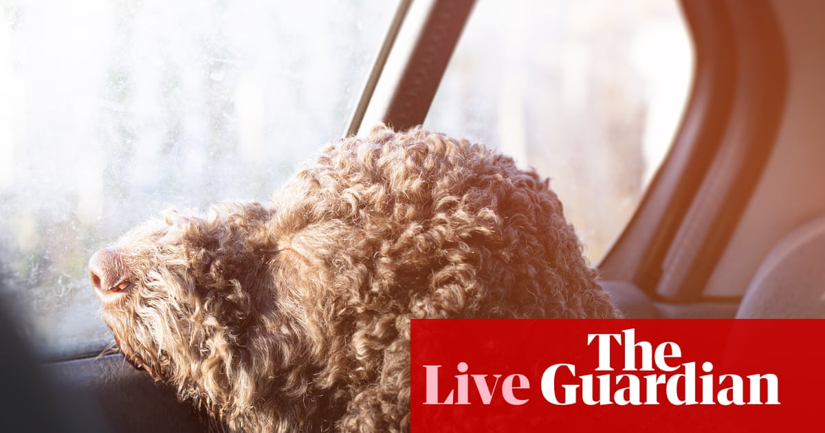 Australia news live: NSW dog owners face jail time for leaving pets in cars; flood warnings issued for Sydney