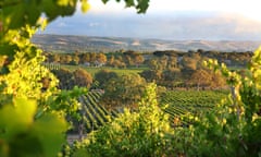 Sunset on rolling hills of grape vines